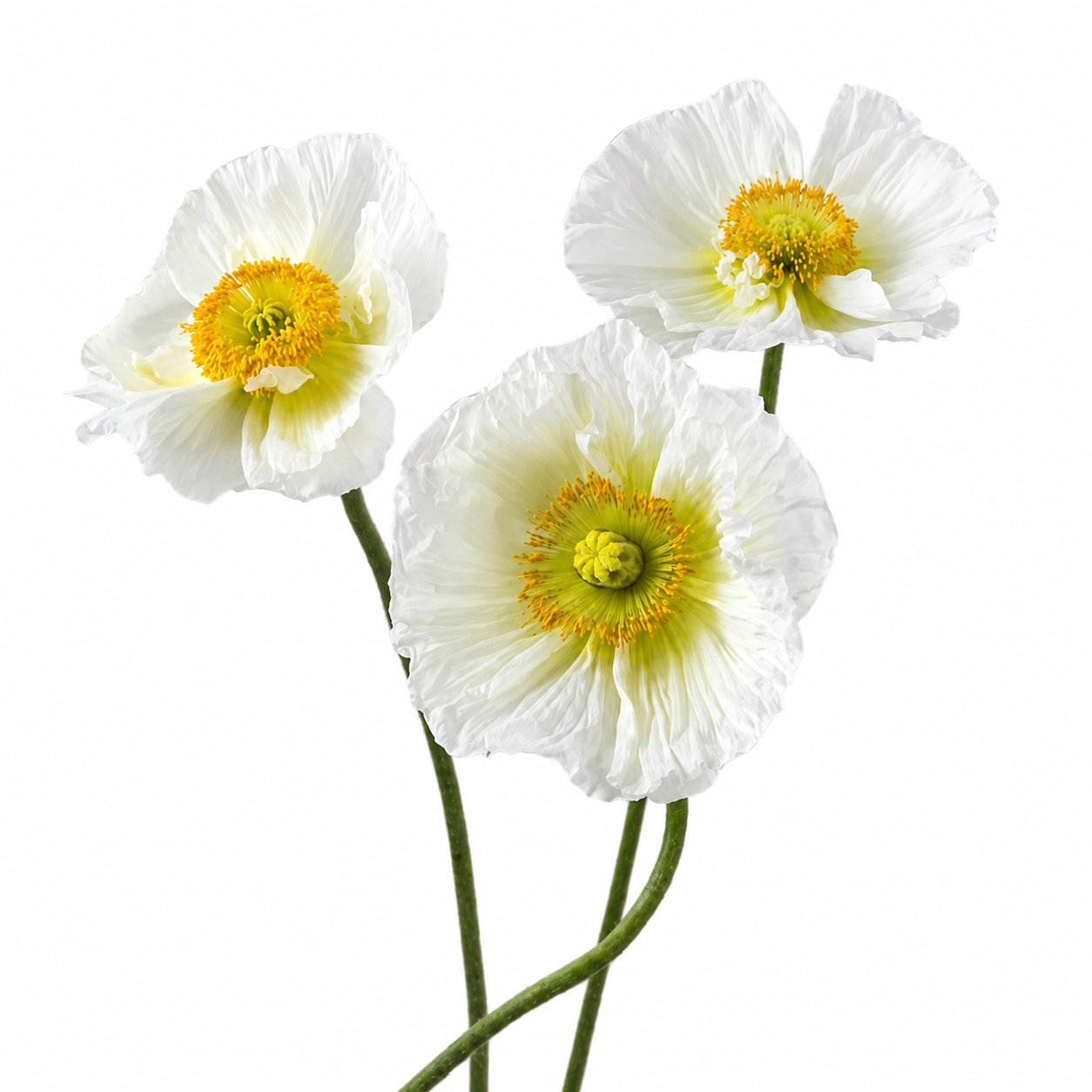 Poppies