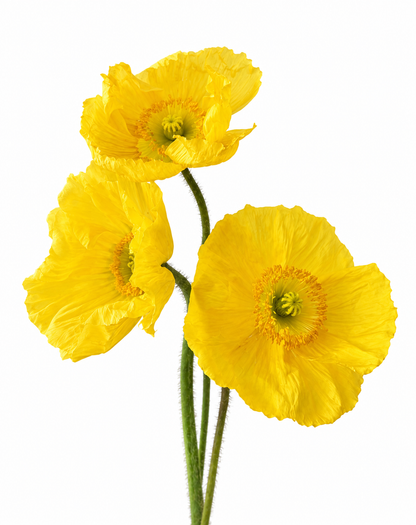 Poppies