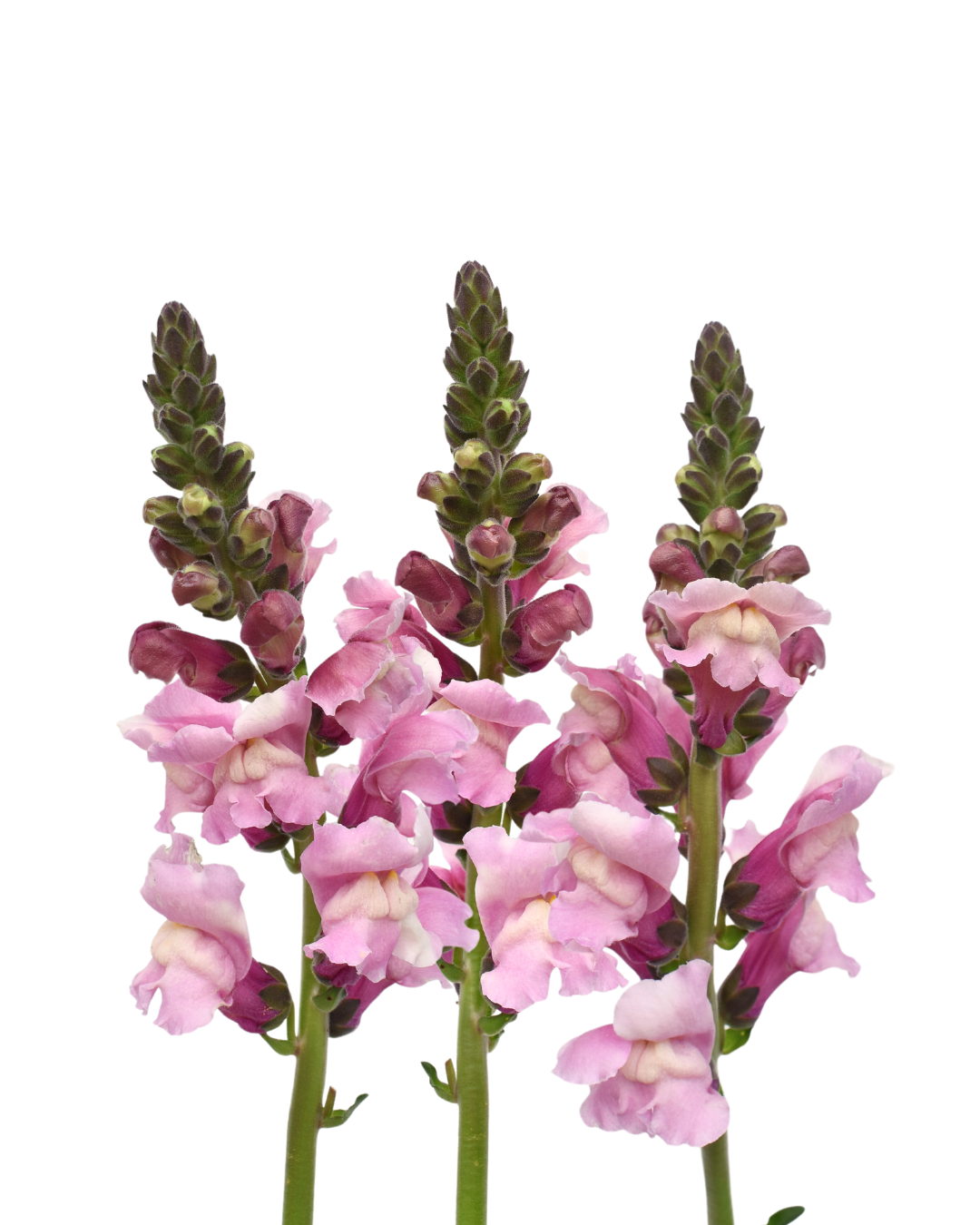 Snapdragons