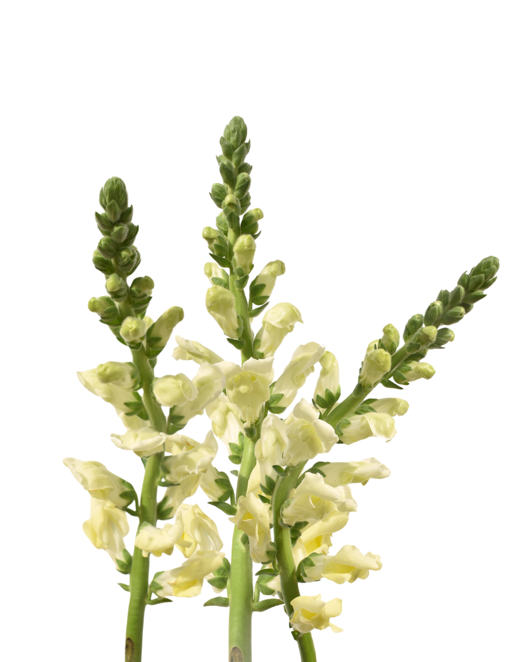 Snapdragons