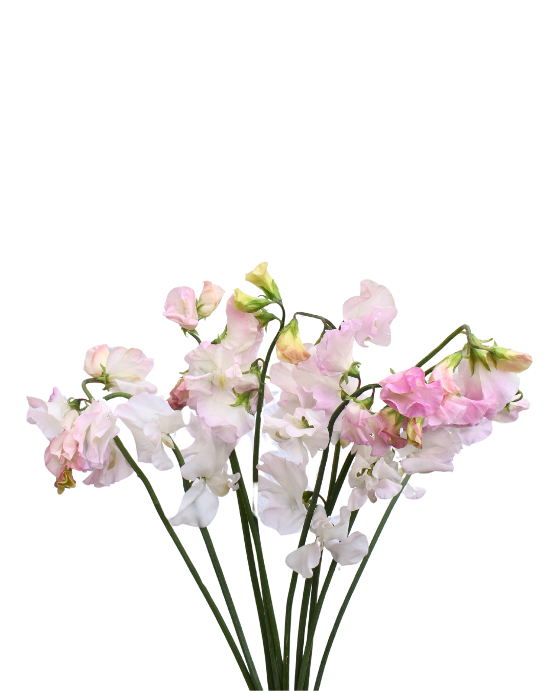 Sweet Peas