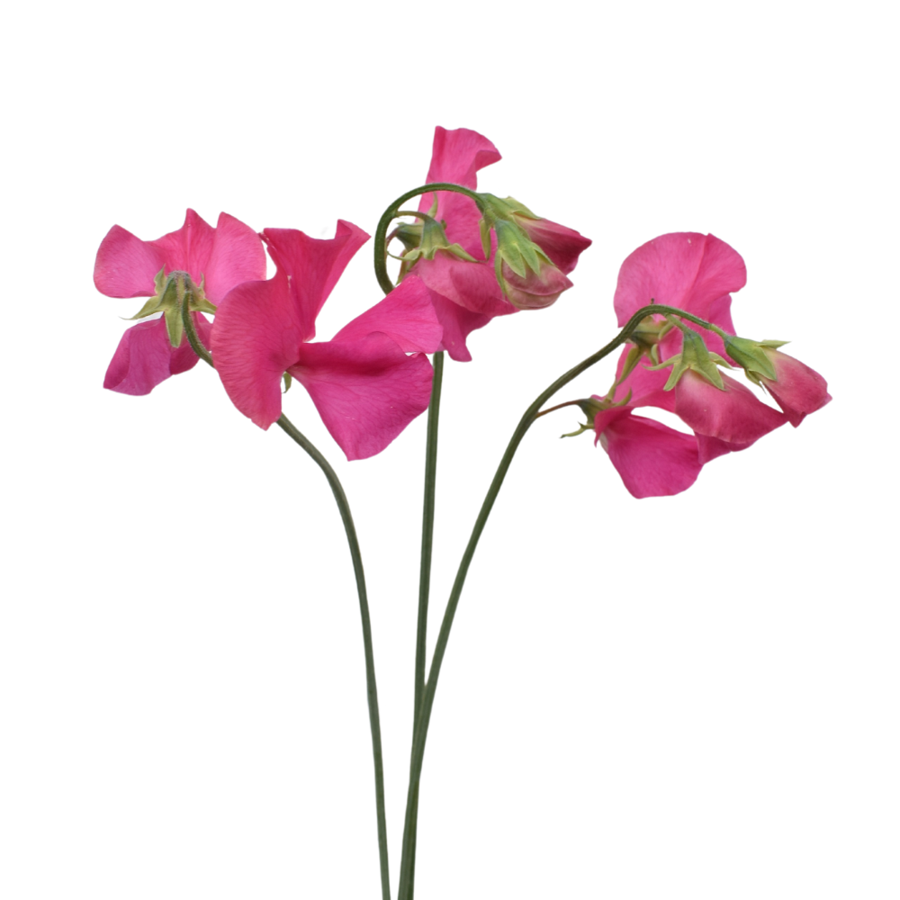 Sweet Peas