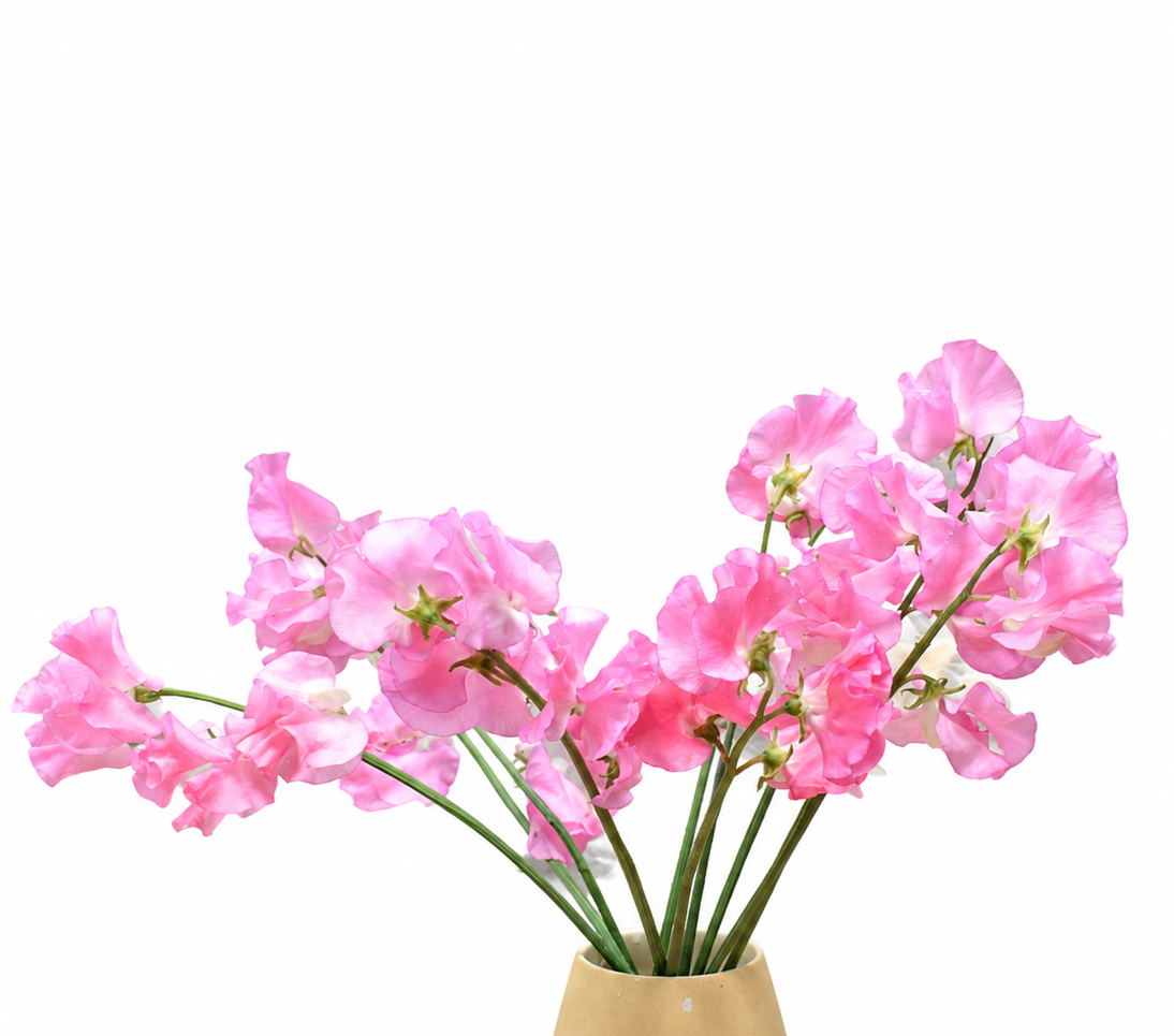 Sweet Peas