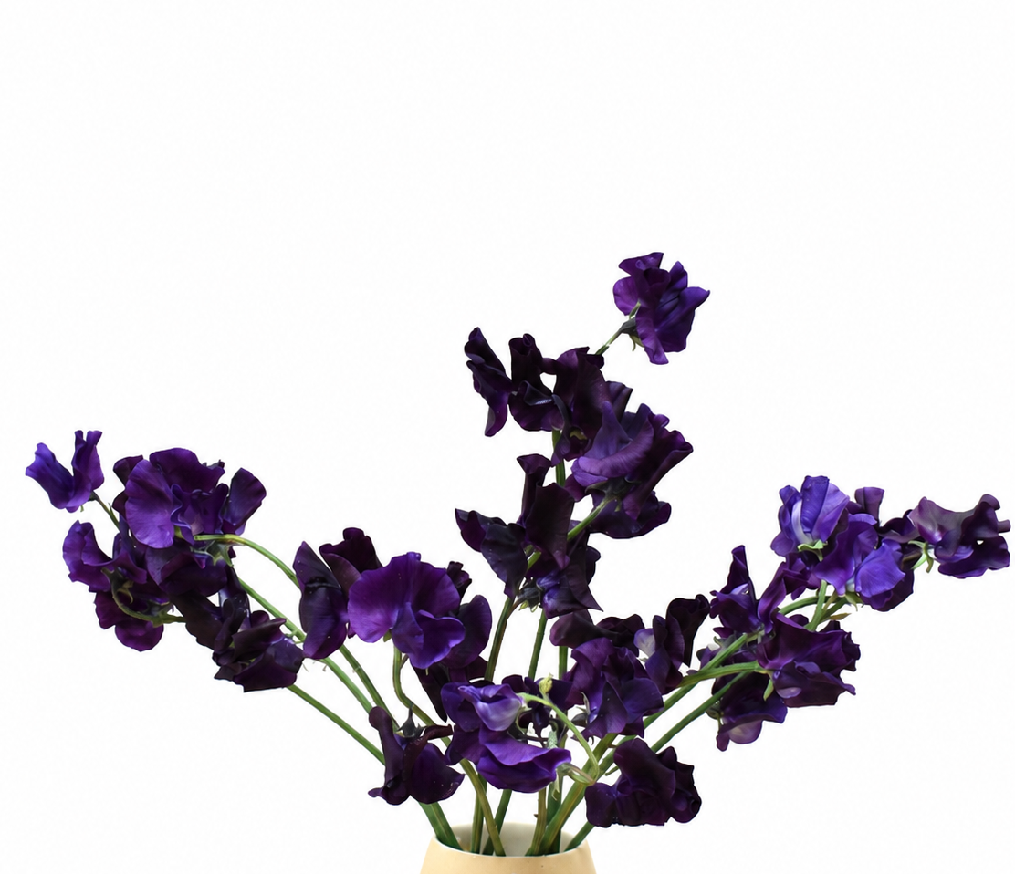 Sweet Peas