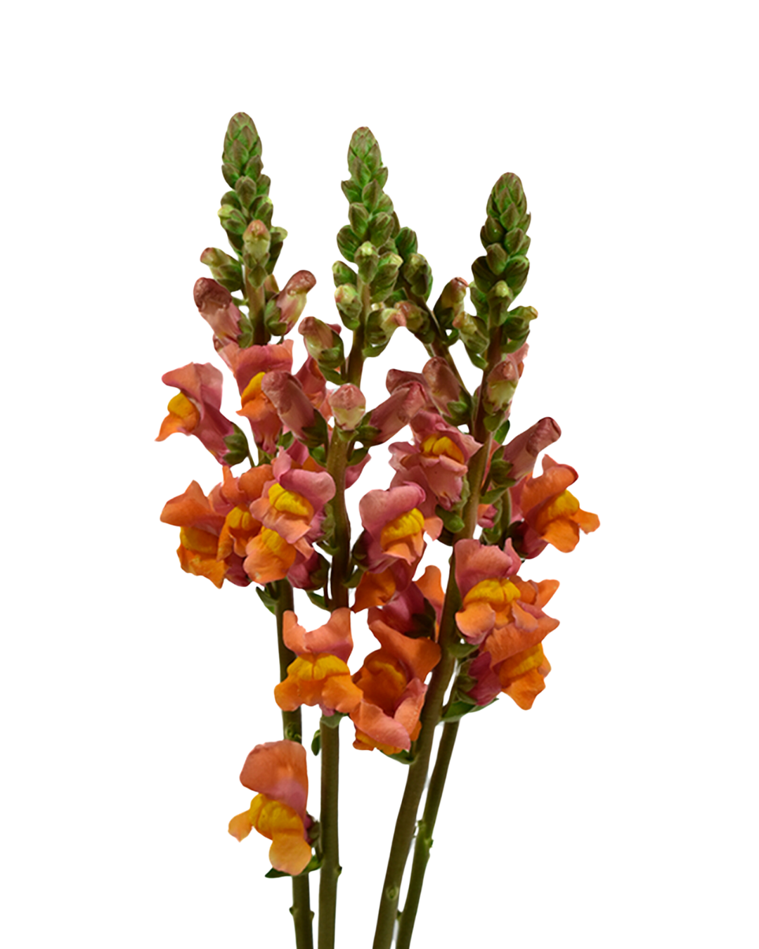 Snapdragons