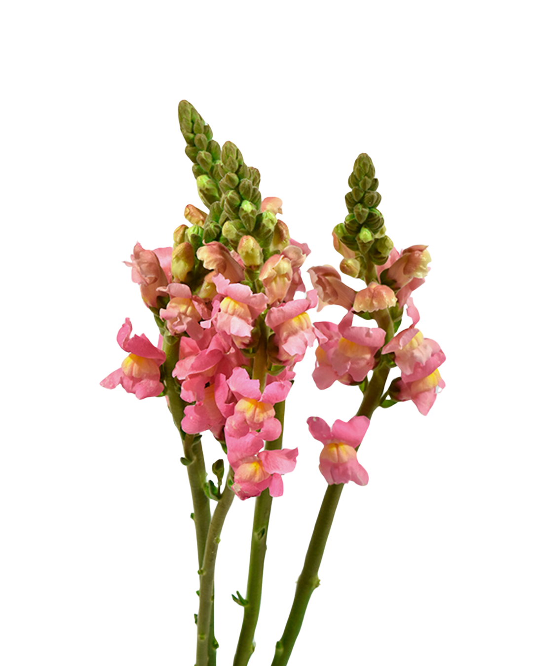 Snapdragons