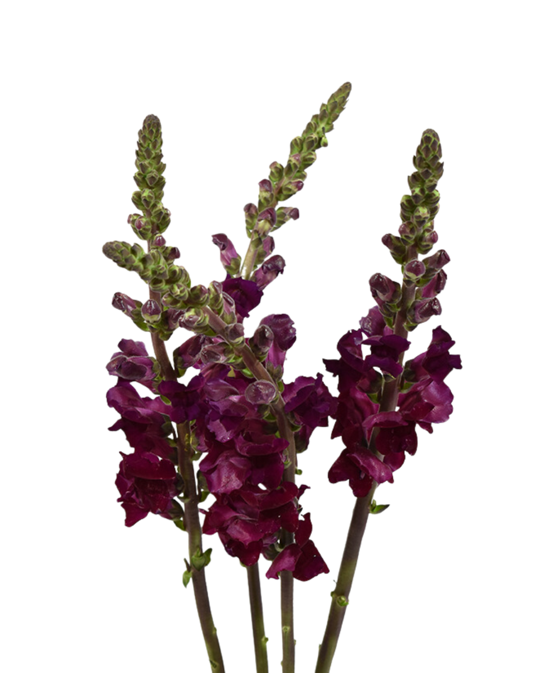 Snapdragons