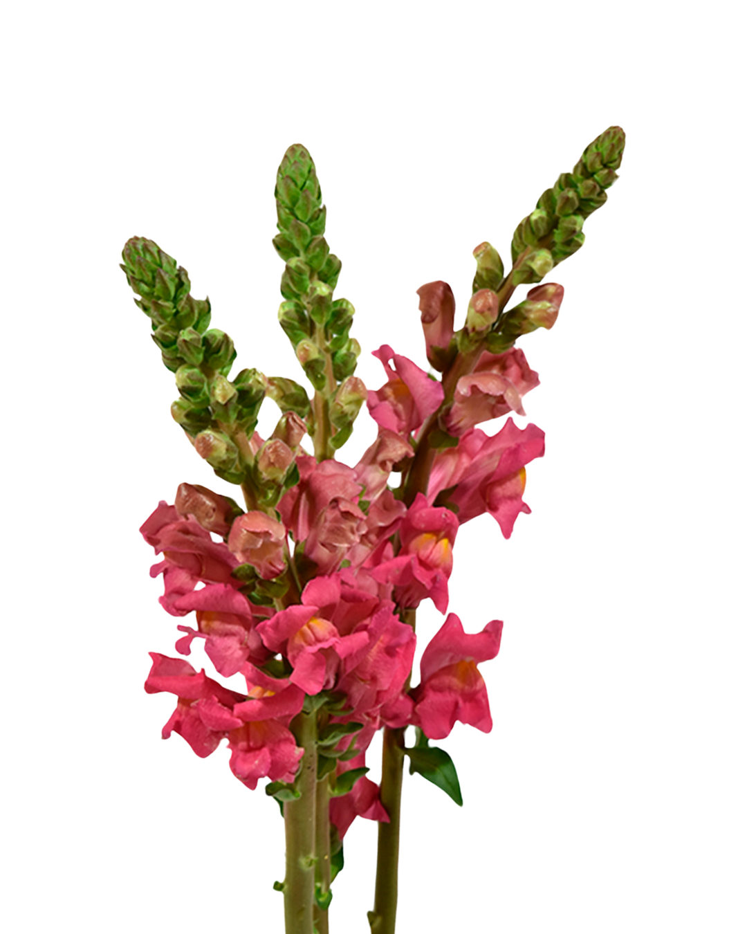 Snapdragons