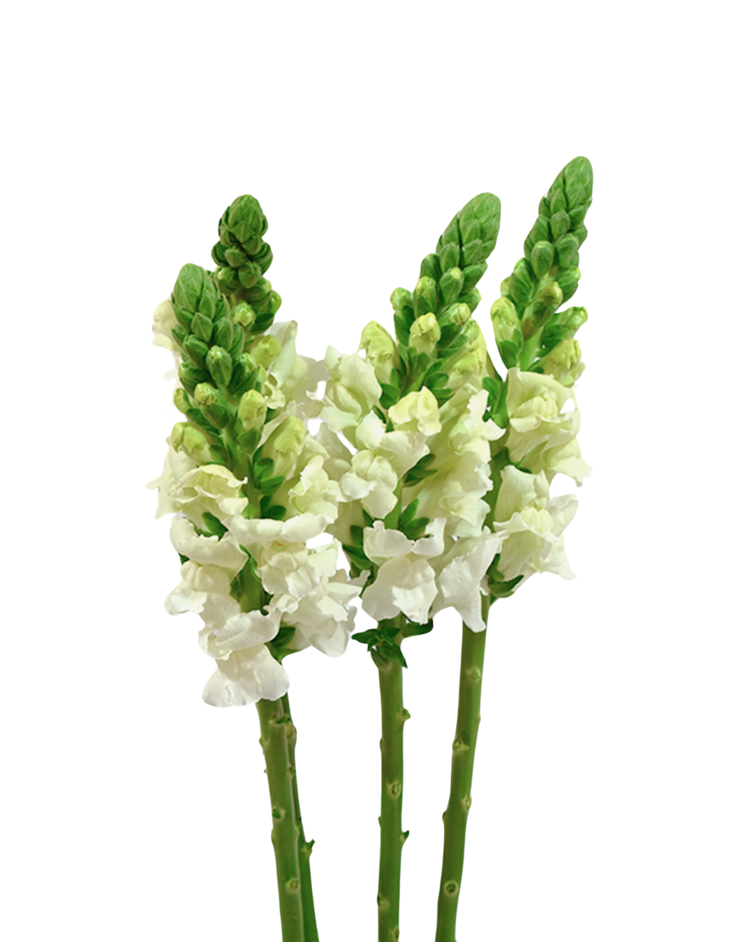 Snapdragons