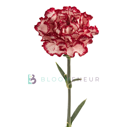 Carnation