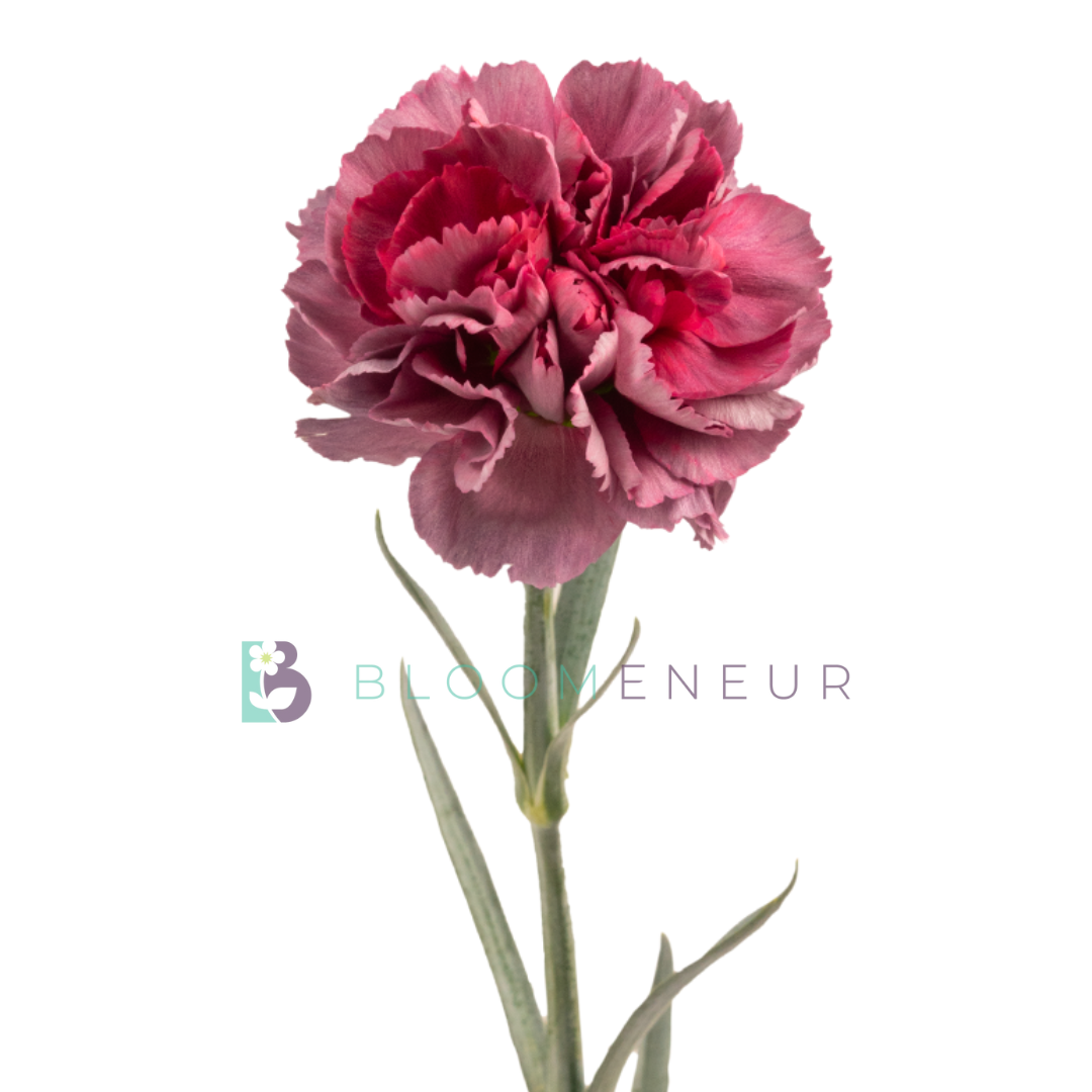Carnation