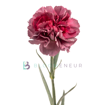 Carnation