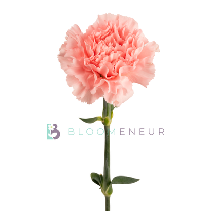 Carnation
