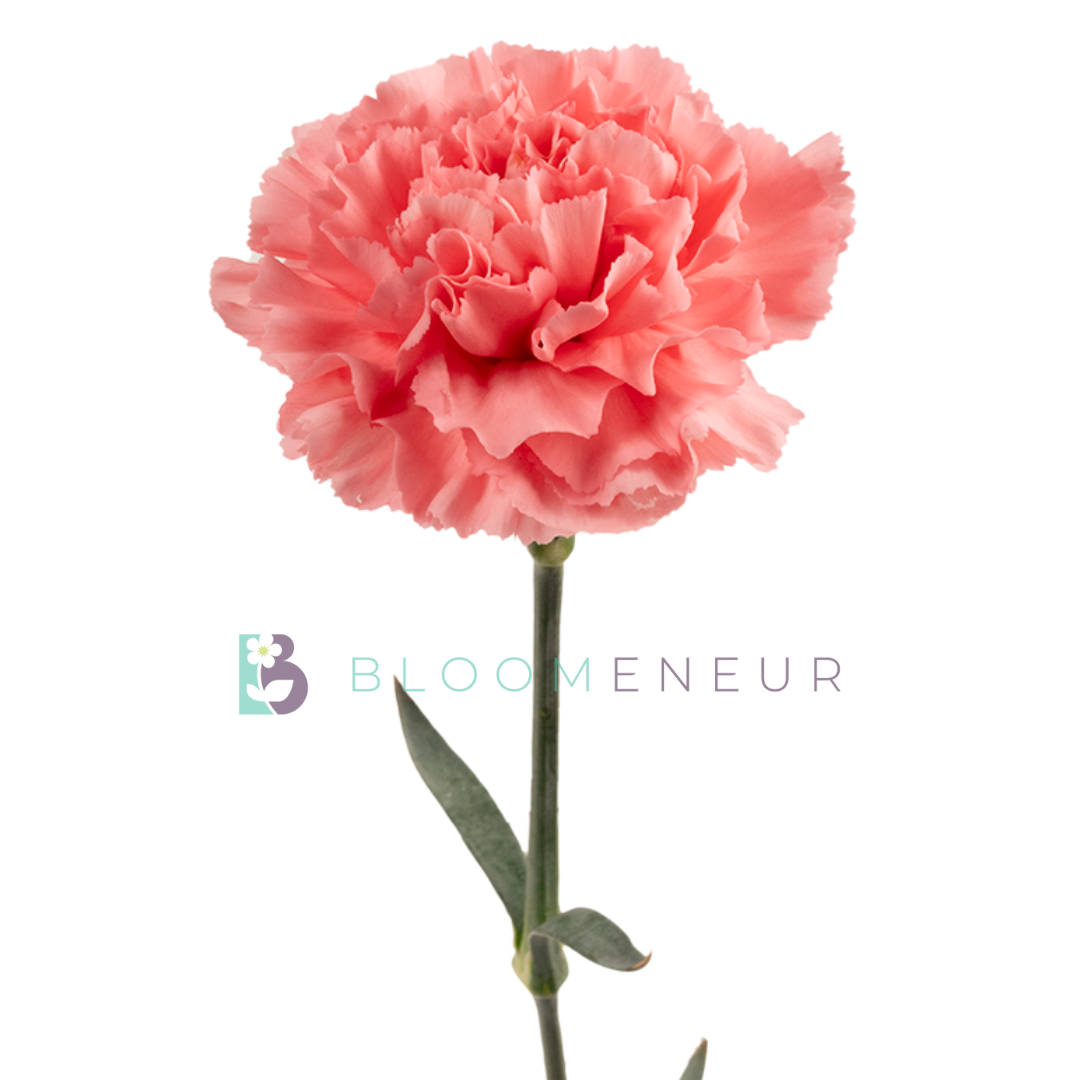 Carnation