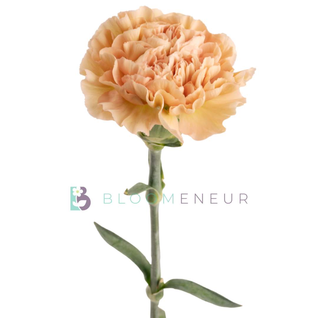 Carnation