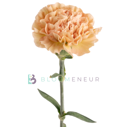 Carnation