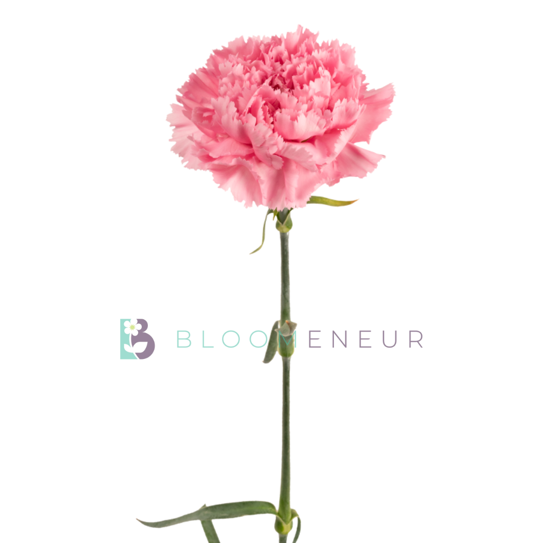 Carnation