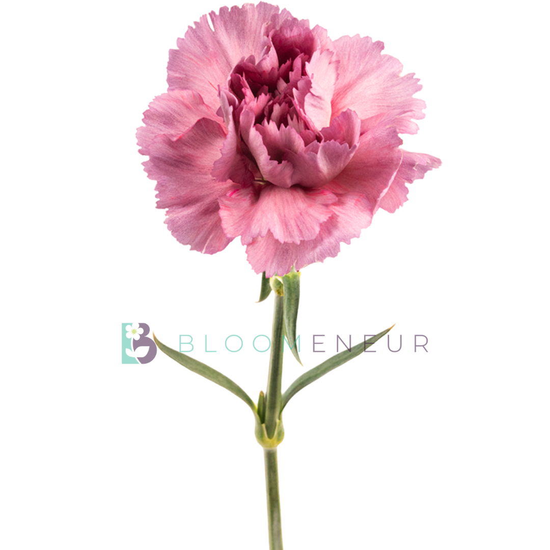 Carnation