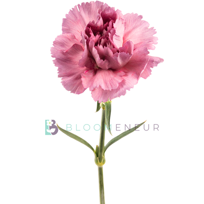 Carnation