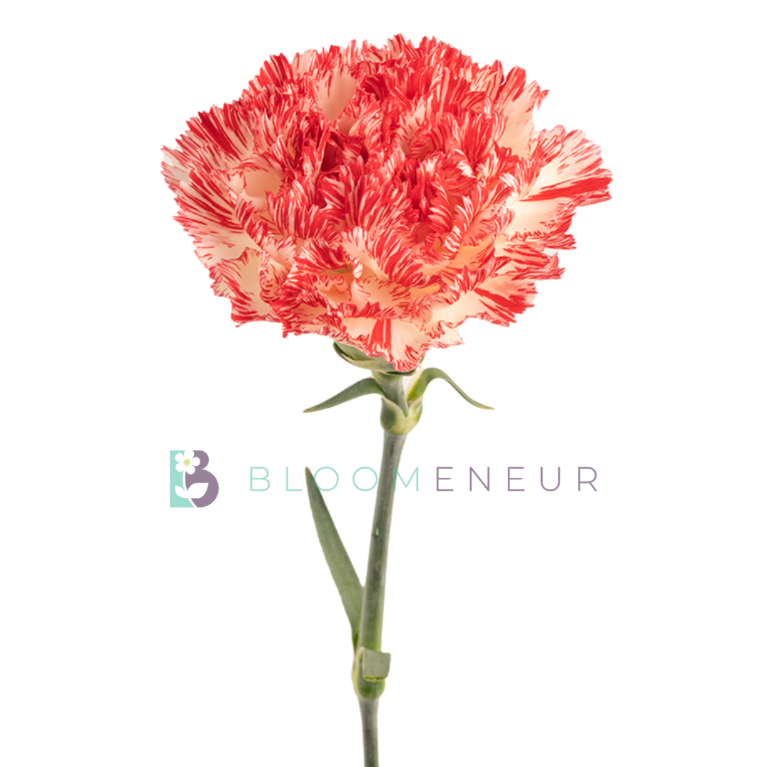 Carnation