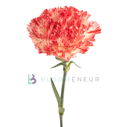 Carnation