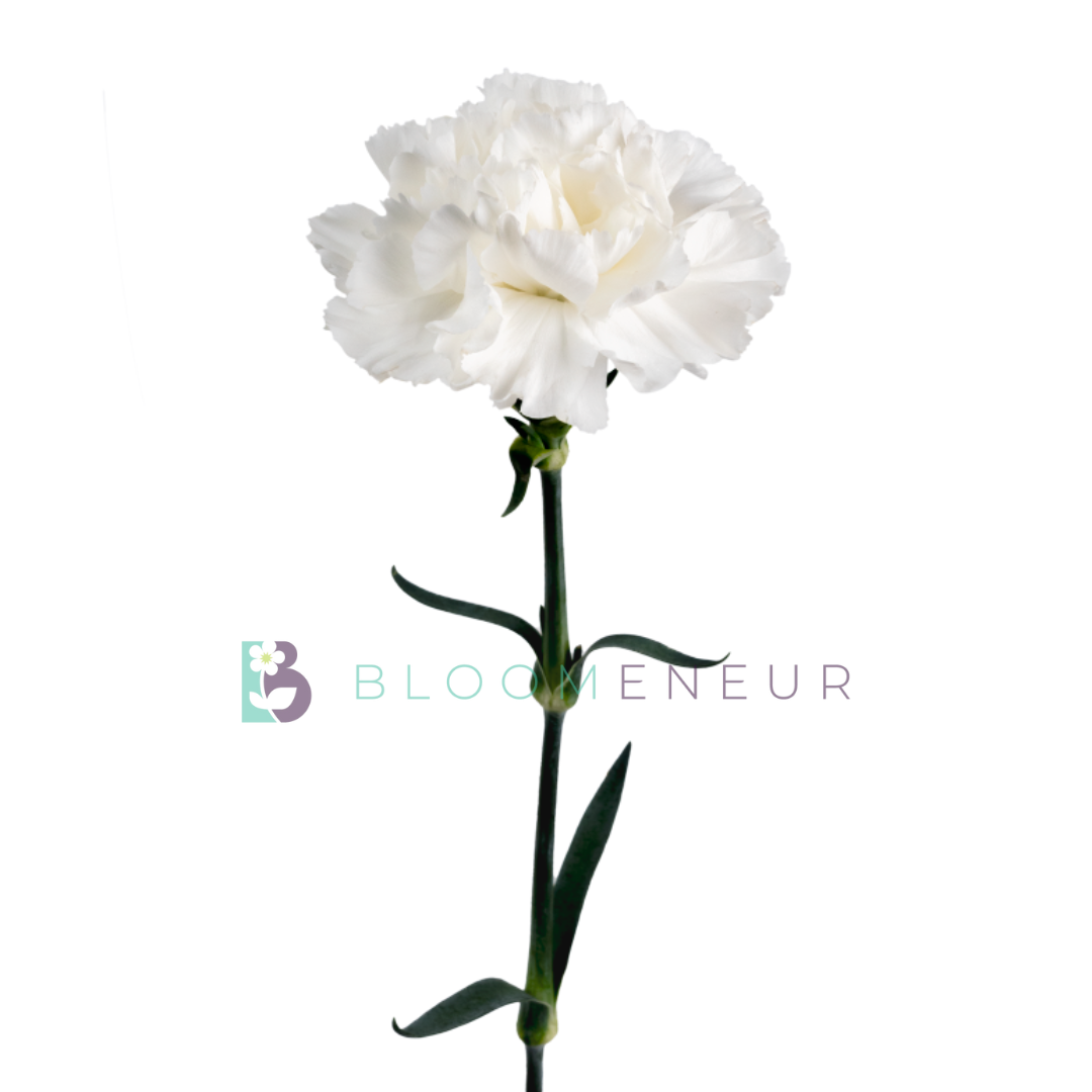 Carnation
