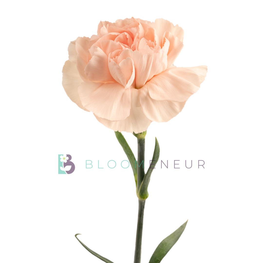 Carnation