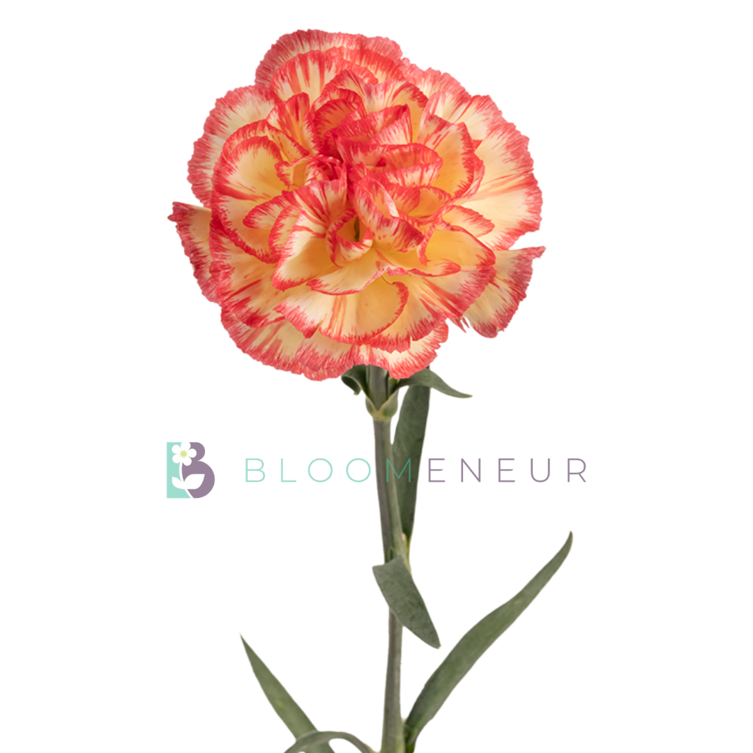 Carnation