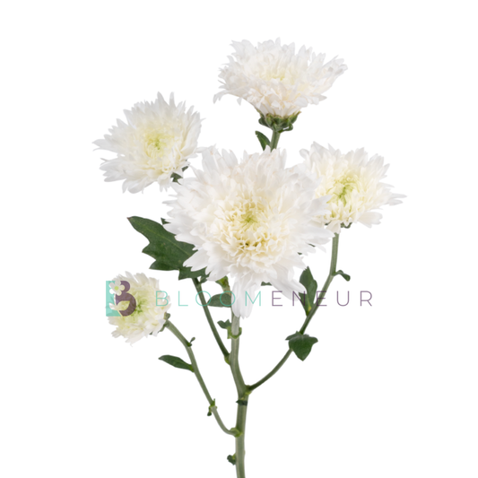 Novelty Pom
