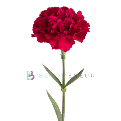 Carnation