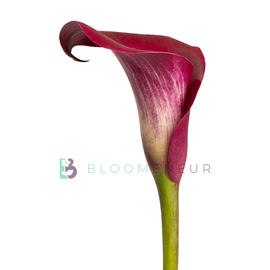 Mini Callas