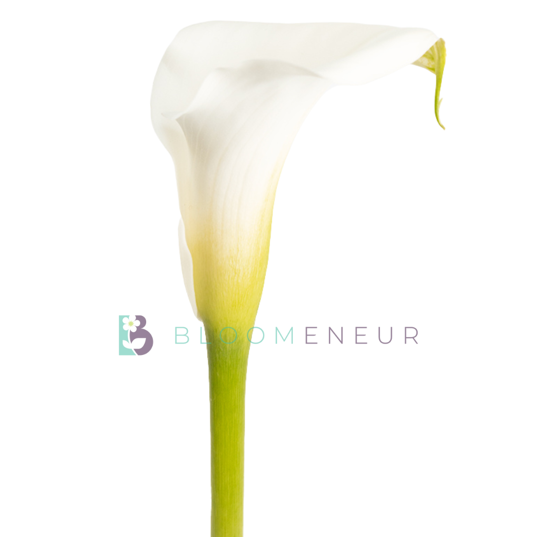 Mini Callas