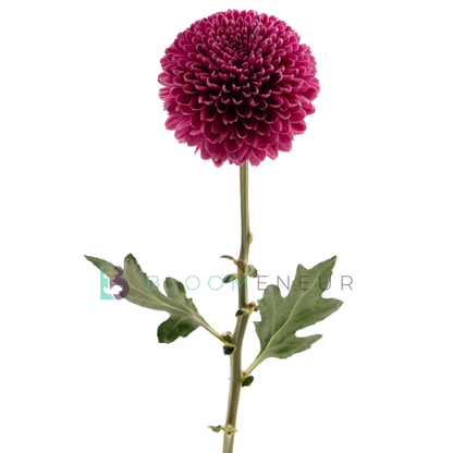 Bombon
