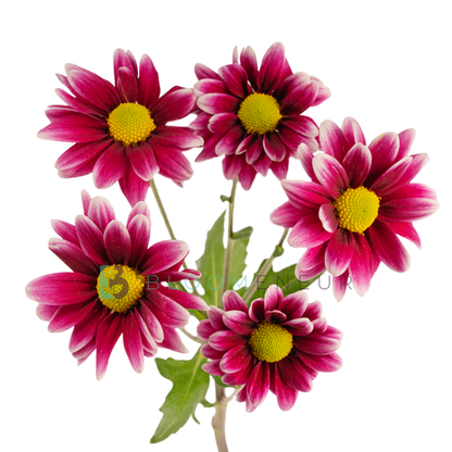 Daisy