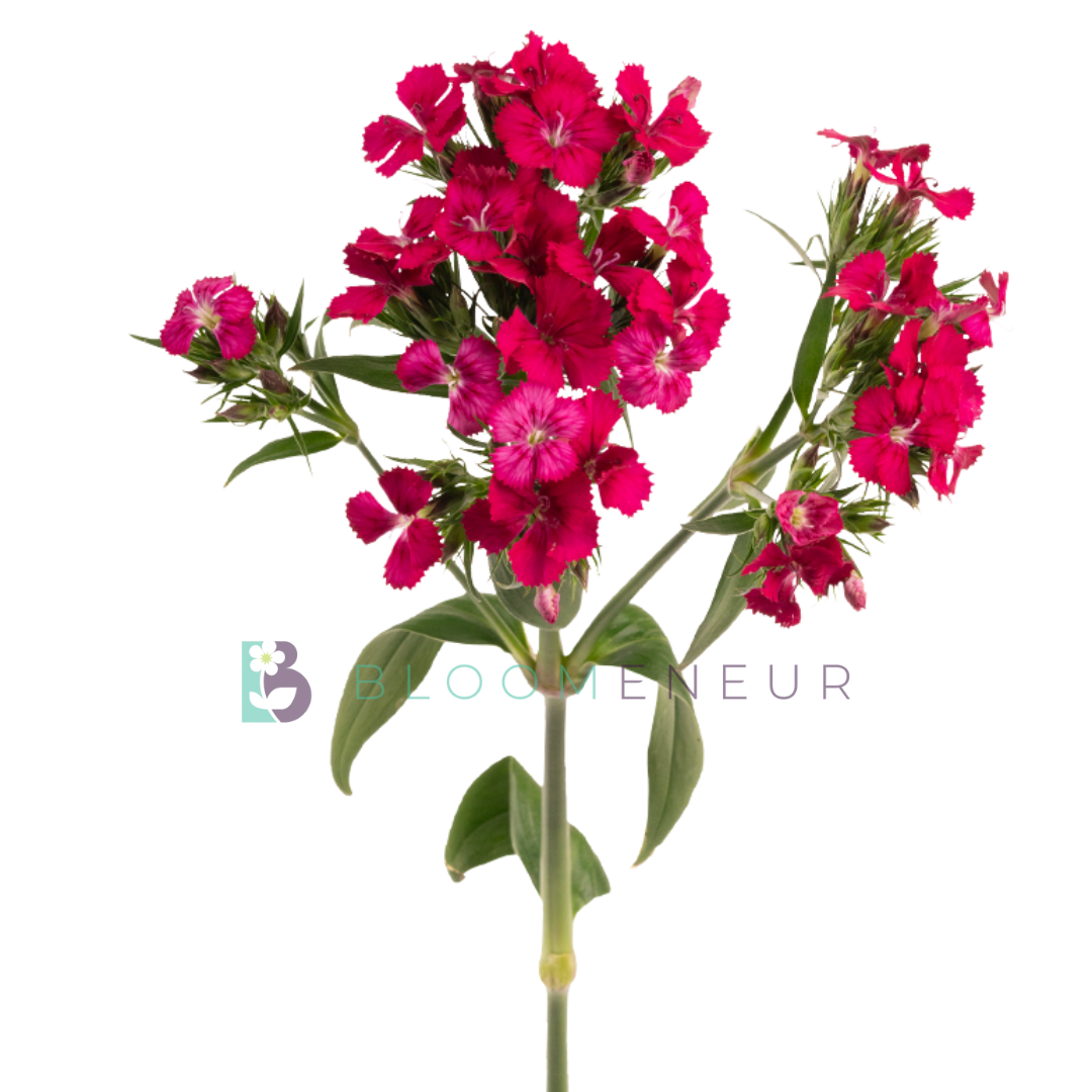 Dianthus