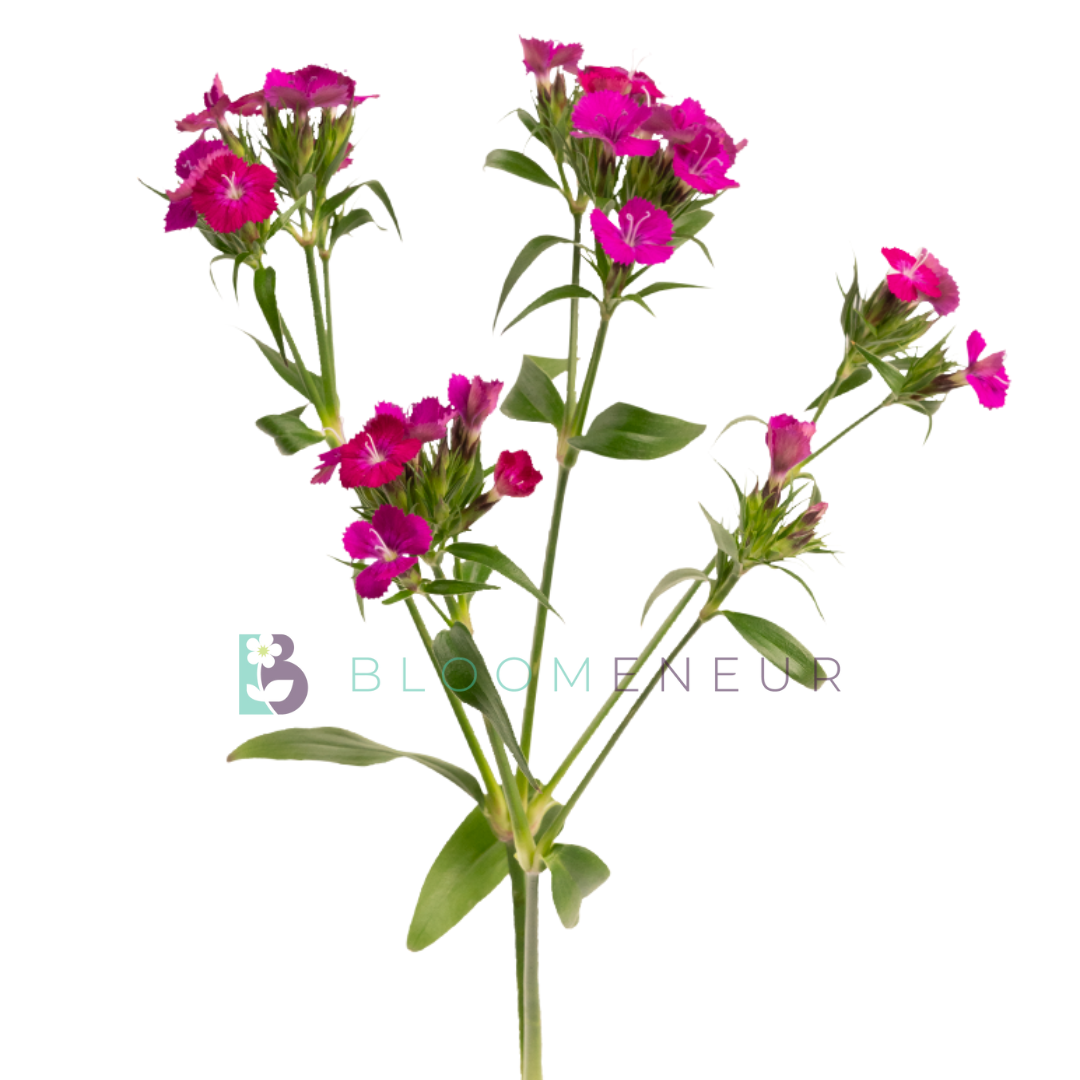 Dianthus