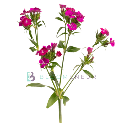 Dianthus