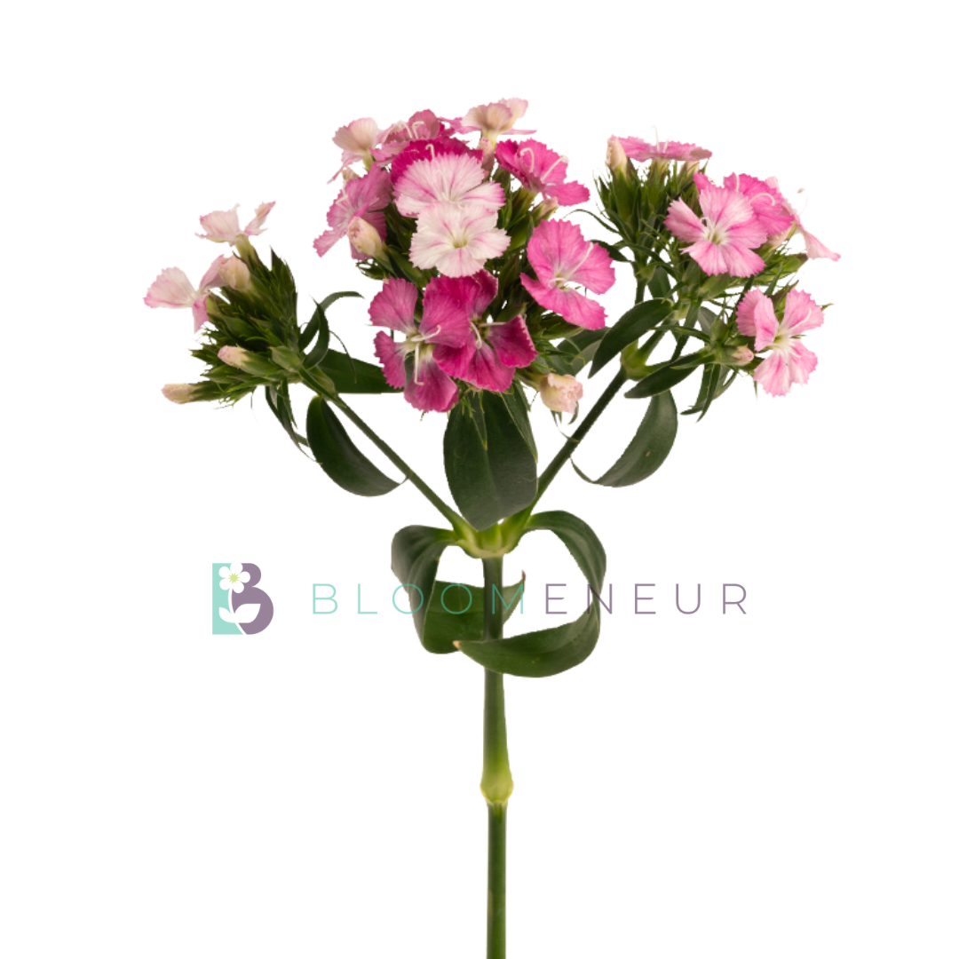Dianthus