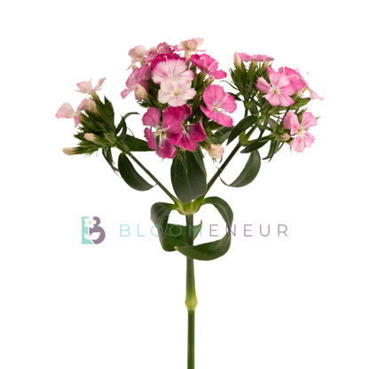 Dianthus