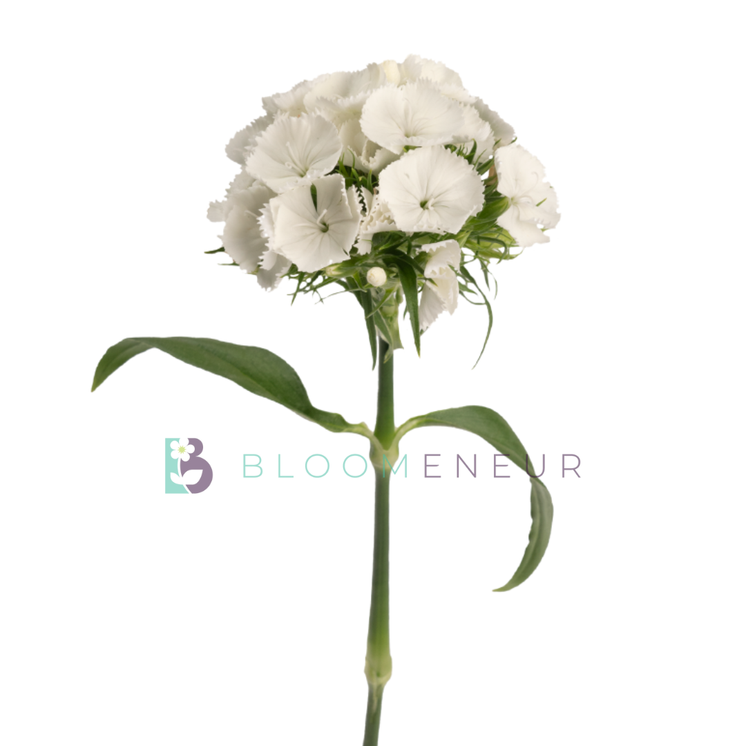 Dianthus