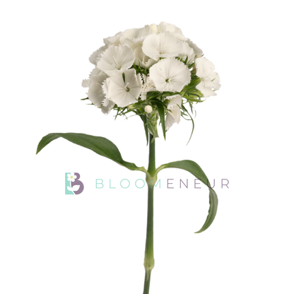 Dianthus