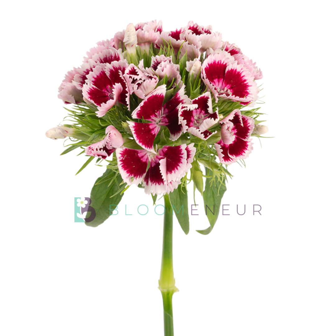 Dianthus