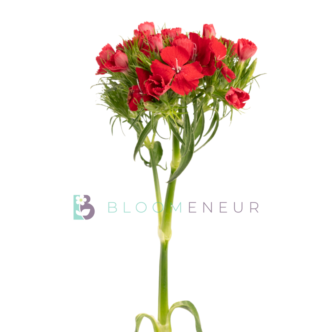 Dianthus
