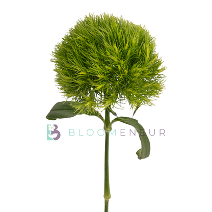 Dianthus