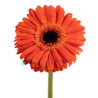 Gerbera