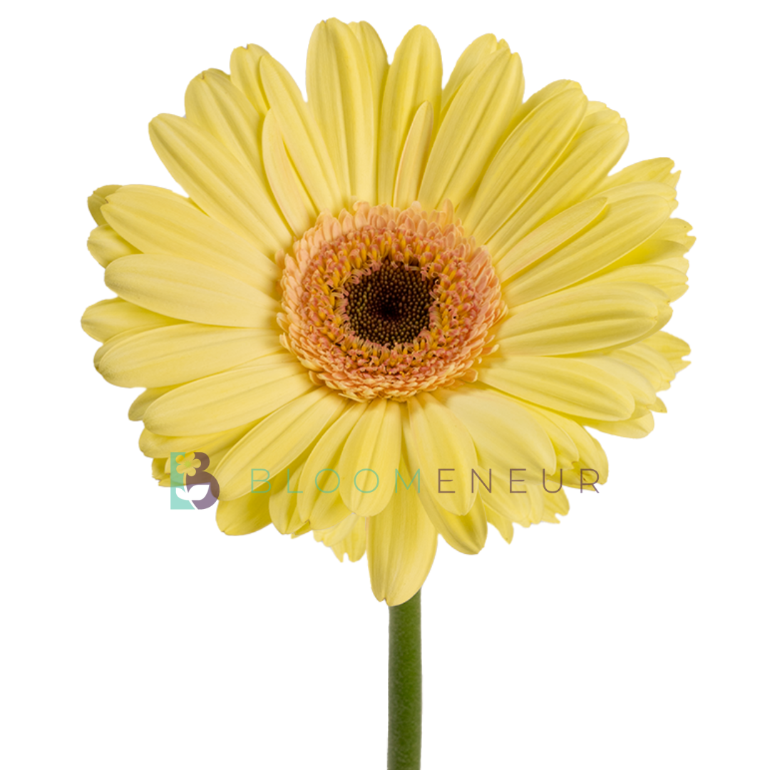 Gerbera