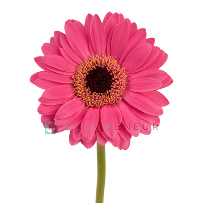 Gerbera