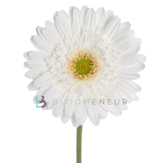 Gerbera