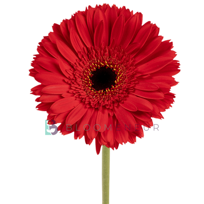 Gerbera