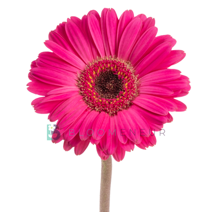 Gerbera